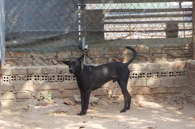 Exciting dog racing in Phu Quoc - 6 Exciting dog racing in Phu Quoc - 6