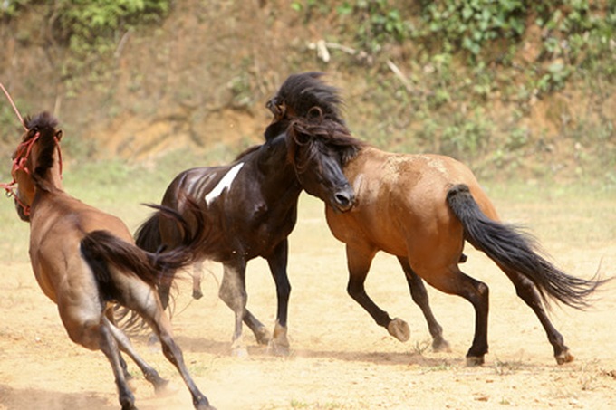 Horse fighting in Ha Giang Province - 1