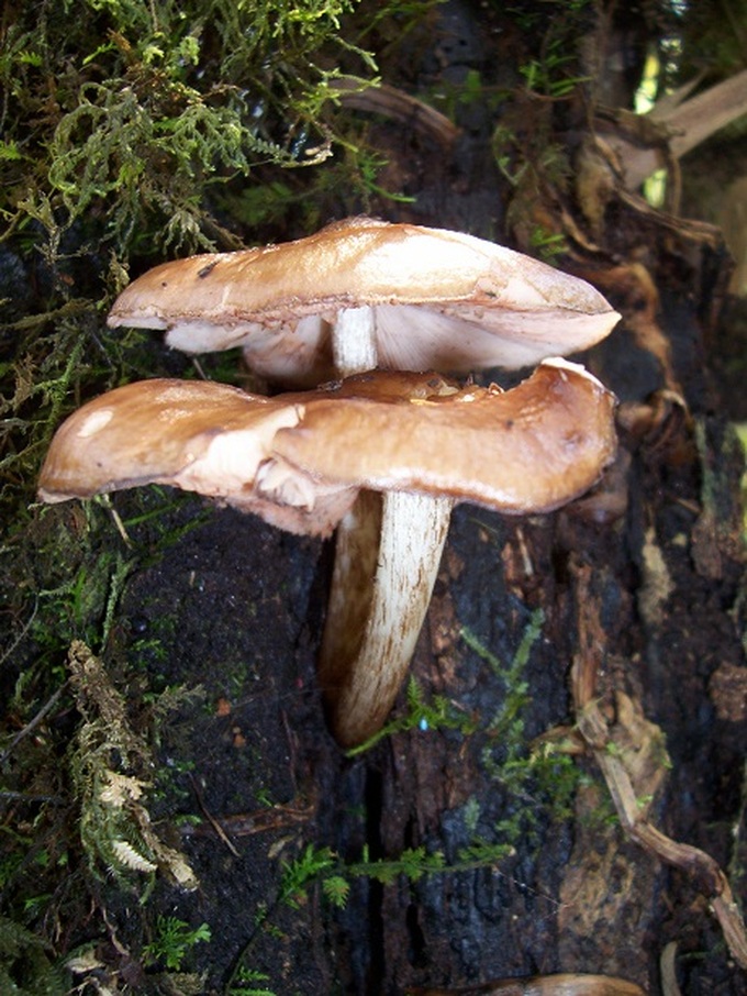 Rare plants make Hoang Lien National Park attractive to visitors - 7 Rare plants make Hoang Lien National Park attractive to visitors - 7