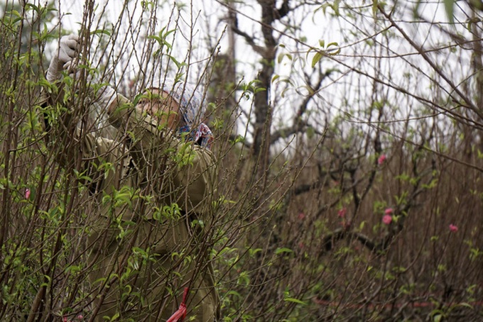 Peach growers prepare for Tet Holiday - 5