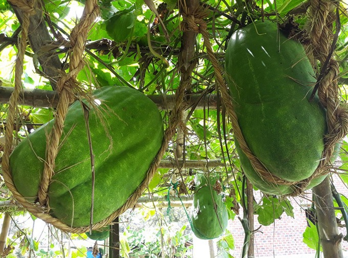 Binh Dinh village's giant winter melons - 5