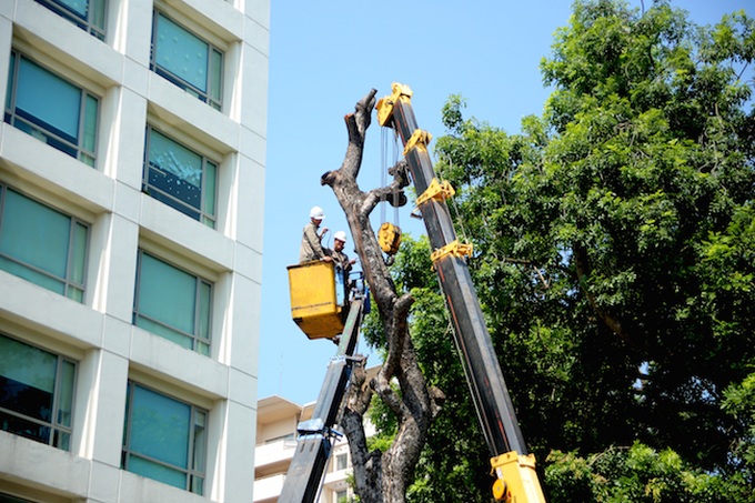 Hanoi trees at risk of collapse - 7