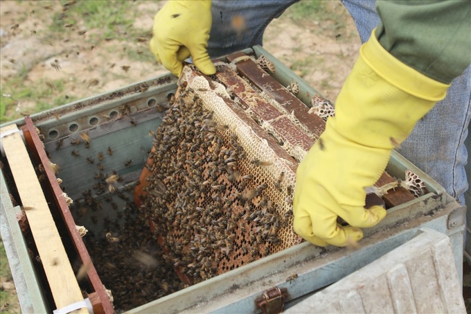 Honey harvesting season in Hung Yen - 3