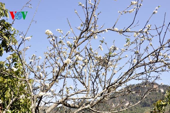 Plum trees in full bloom - 10