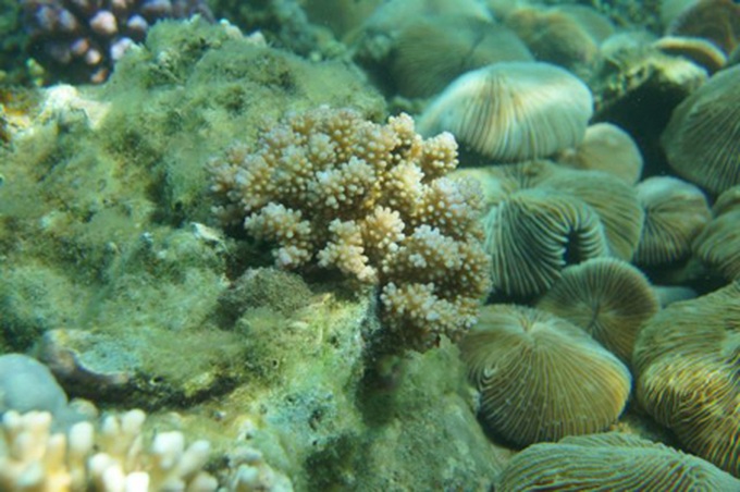 Snorkelling in Nha Trang - 7