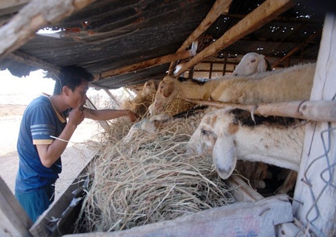 Sheep die en mass as dry season starts - 1