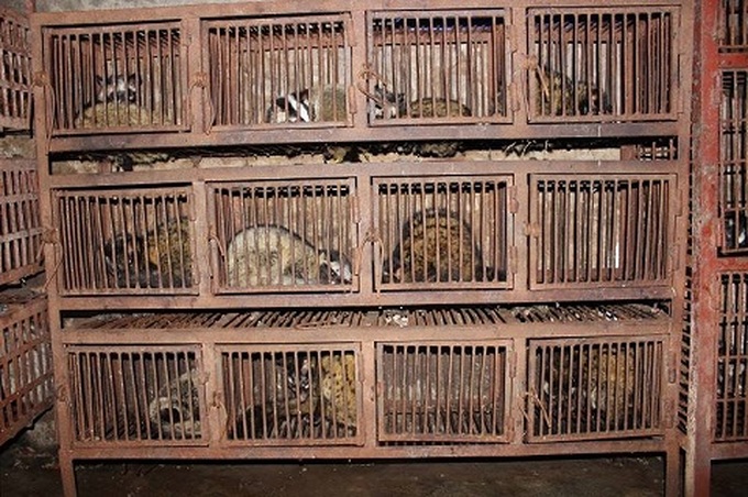 Police crack Hanoi wildlife slaughter ring - 2