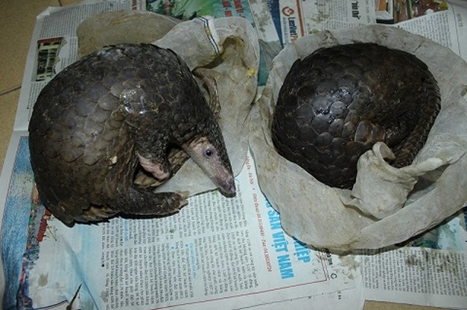 Police crack Hanoi wildlife slaughter ring - 1
