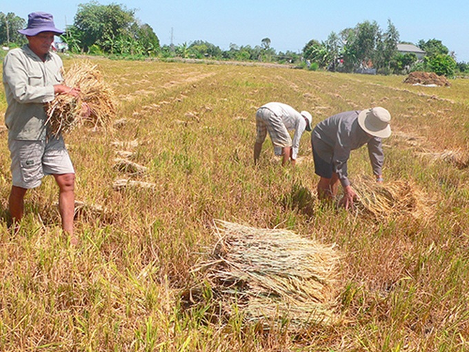 Farmers in Mekong Delta facing mounting challenges - 1