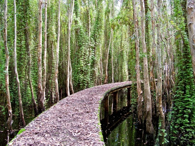 The longest path through the melaleuca forest of Vietnam - 7