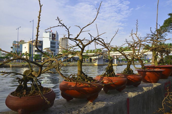 Canals coloured with flowers - 3