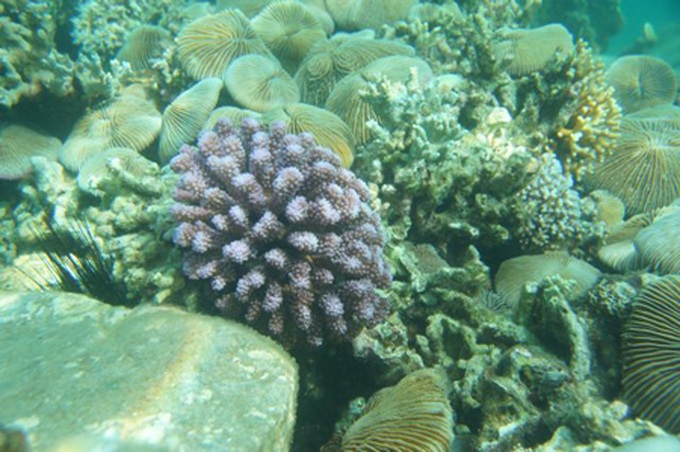 Snorkelling in Nha Trang - 8