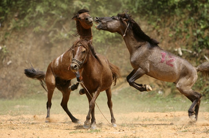 Horse fighting in Ha Giang Province - 11