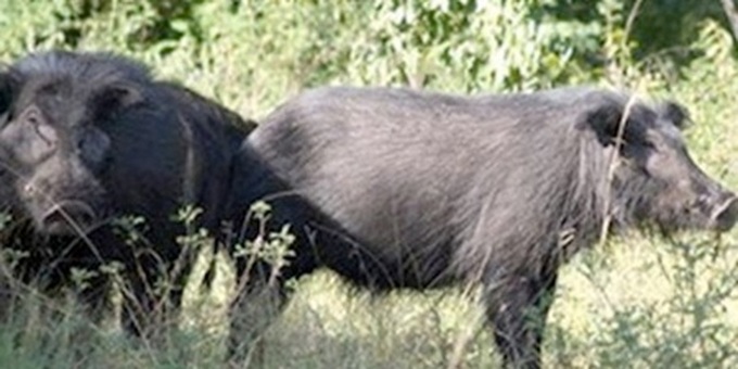 Rare wildife seen in Ca Mau forest - 1