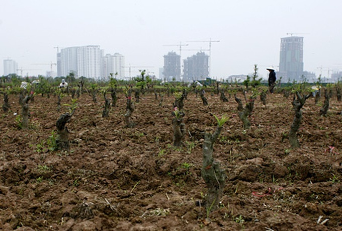 Peach orchards threatened by urbanisation - 11 Peach orchards threatened by urbanisation - 11