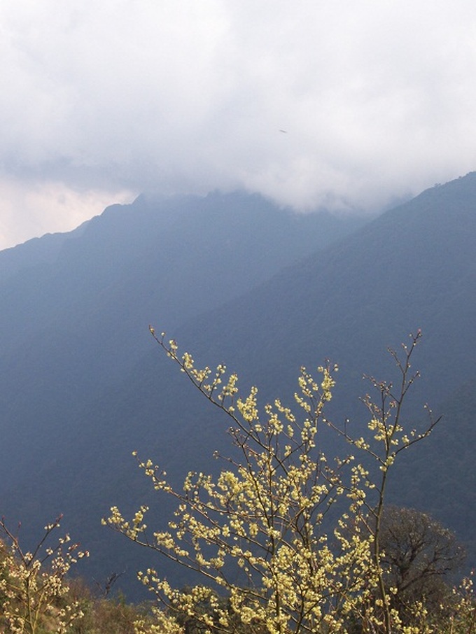 Rare plants make Hoang Lien National Park attractive to visitors - 9 Rare plants make Hoang Lien National Park attractive to visitors - 9