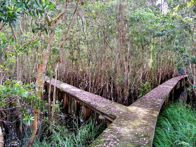 The longest path through the melaleuca forest of Vietnam - 8