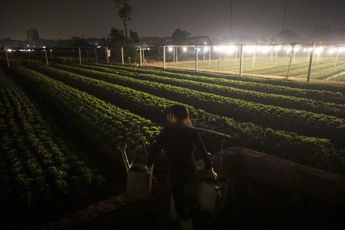 Hanoi flower village sparkles at night - 11