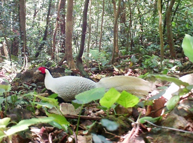Rare pheasant spotted in central province - 1