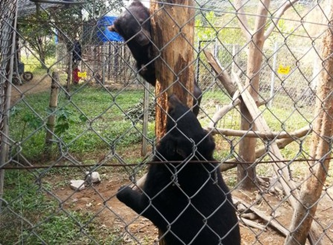 Inconsistent regulations put Asiatic black bear in danger - 1