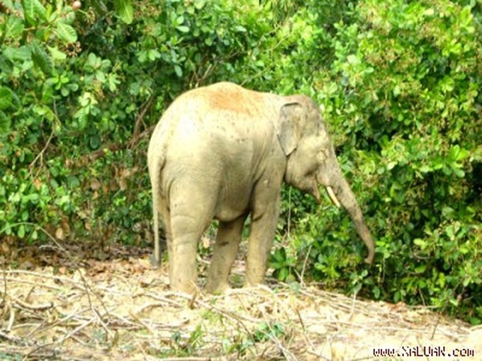 Electric fence planned to prevent elephants intrusion - 1