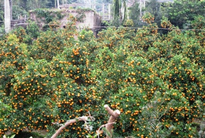 Phu Van flower village before Tet - 13