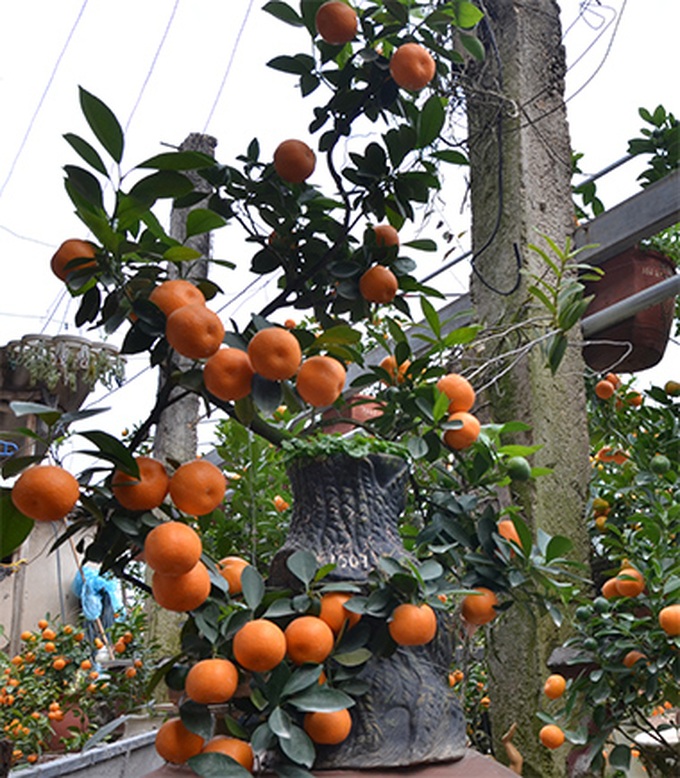 Tet trees in a jar win fans in Hanoi - 12 Tet trees in a jar win fans in Hanoi - 12
