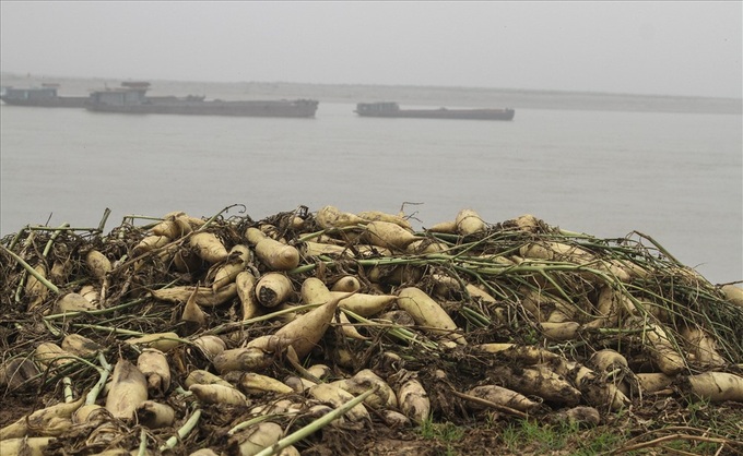 Daikon radishes dumped in Red River due to low prices - 6