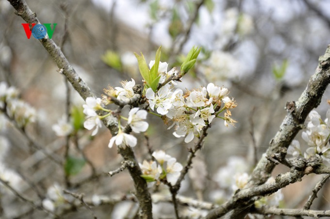 Plum trees in full bloom - 13