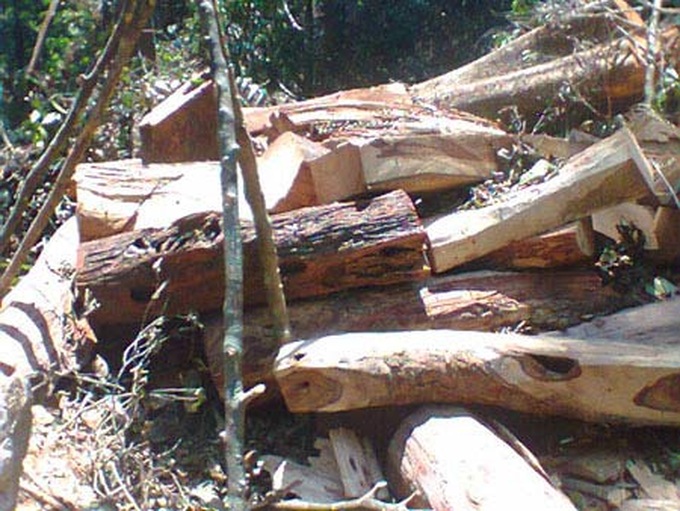 Rare wood found under river near Phong Nha-Ke Bang national park - 1