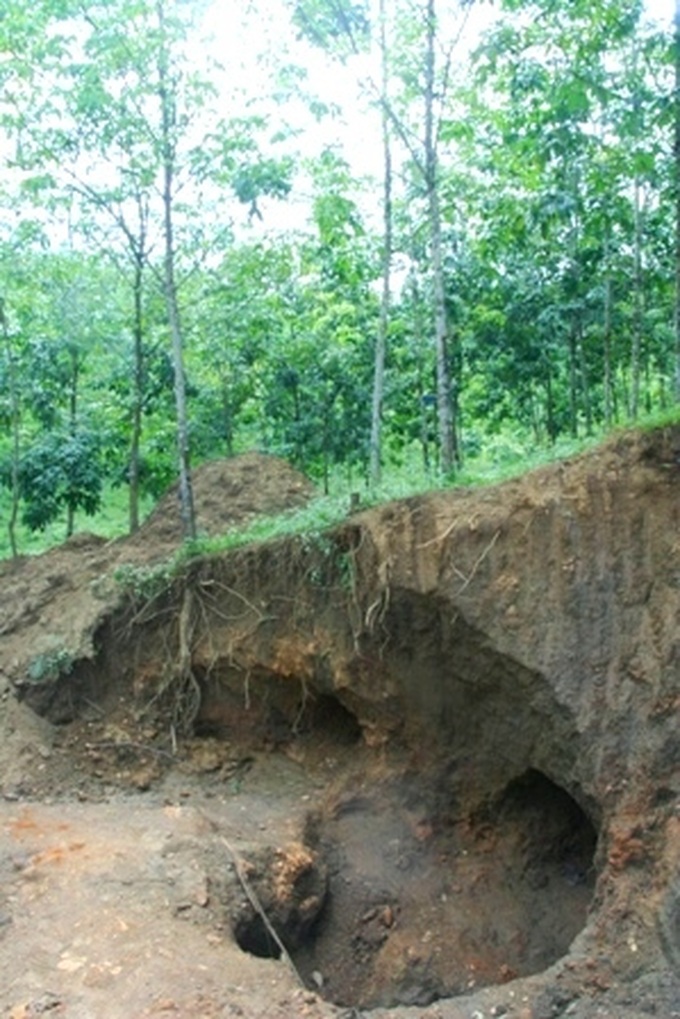 Illegal gold mines ruin rubber plantations - 6