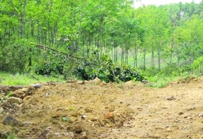 Illegal gold mines ruin rubber plantations - 3