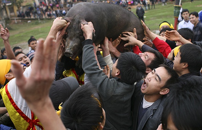 Pig hunting festival in Phu Tho Province - 12