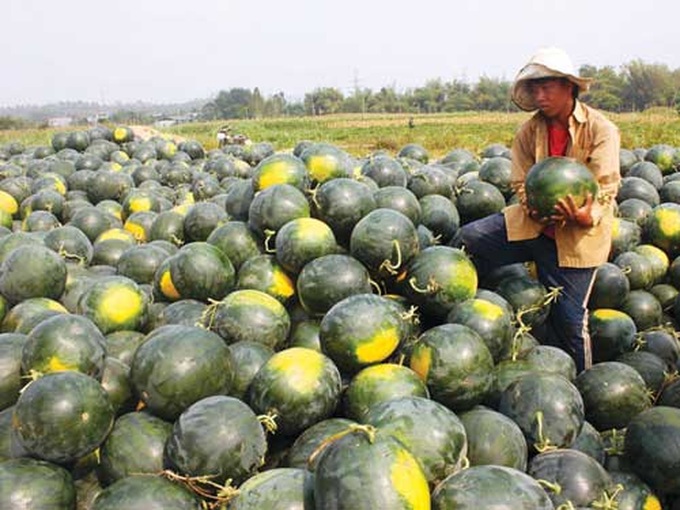 Low customs capacity at border gate causes losses to farmers - 2 Low customs capacity at border gate causes losses to farmers - 2