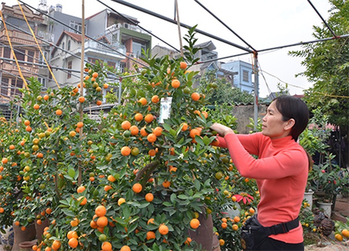 Tet trees in a jar win fans in Hanoi - 13 Tet trees in a jar win fans in Hanoi - 13