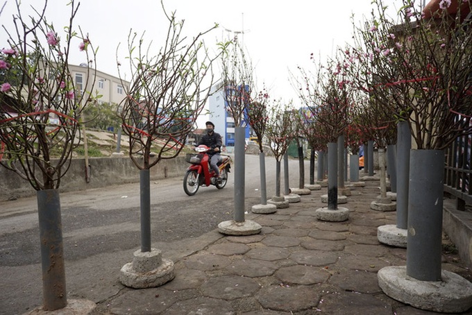 Peach growers prepare for Tet Holiday - 11