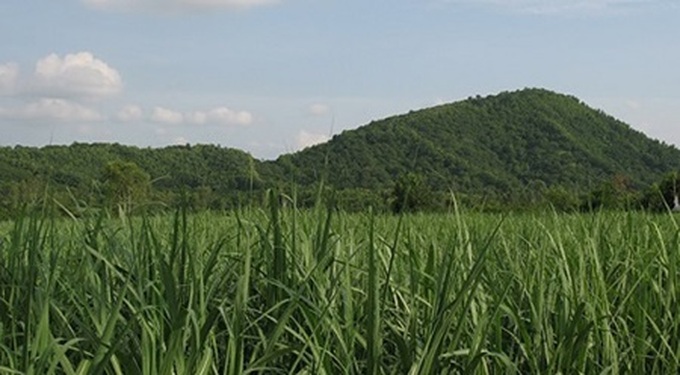 FLC Group, Vingroup invest in agriculture - 1