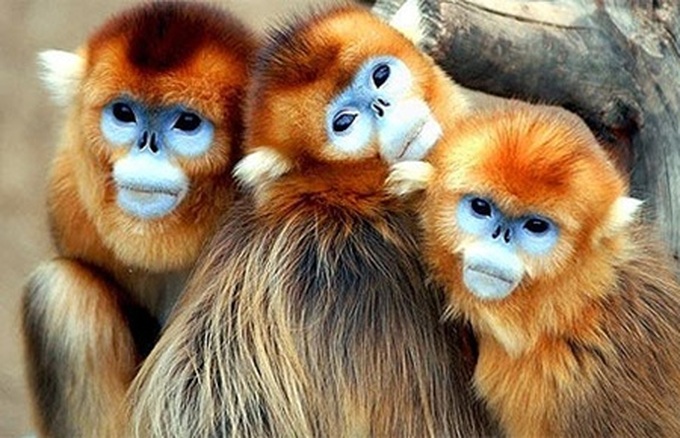 Website launched to help identify endangered animals - 1 Website launched to help identify endangered animals - 1