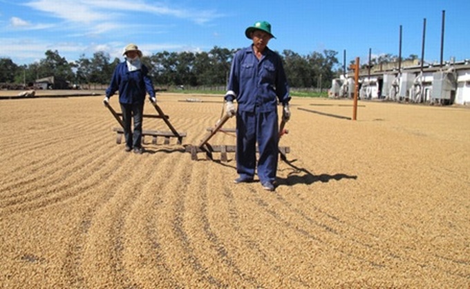 Dak Lak Province's coffee exports enjoy robust growth - 1