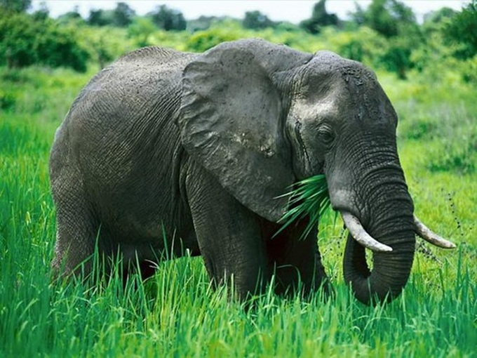 Quang Nam: over 5.6 mln USD for elephant conservation project - 1