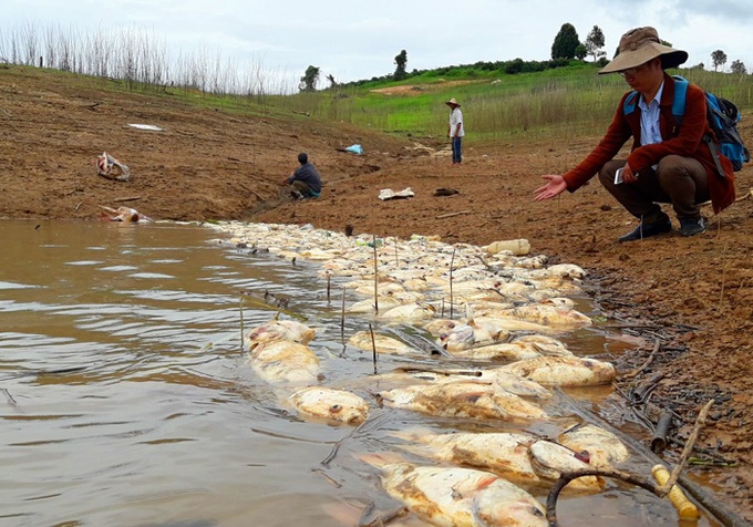 Mass fish deaths on Central Highlands lake - 2
