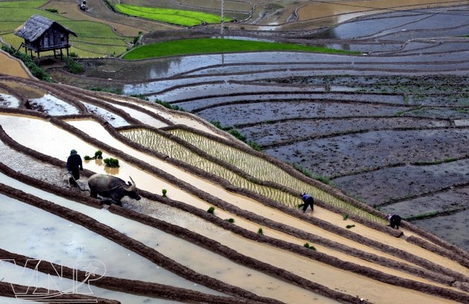 Transplanting rice seedlings in Hoang Su Phi - 1 Transplanting rice seedlings in Hoang Su Phi - 1