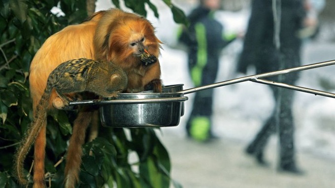 Endangered monkeys stolen from French Zoo - 1