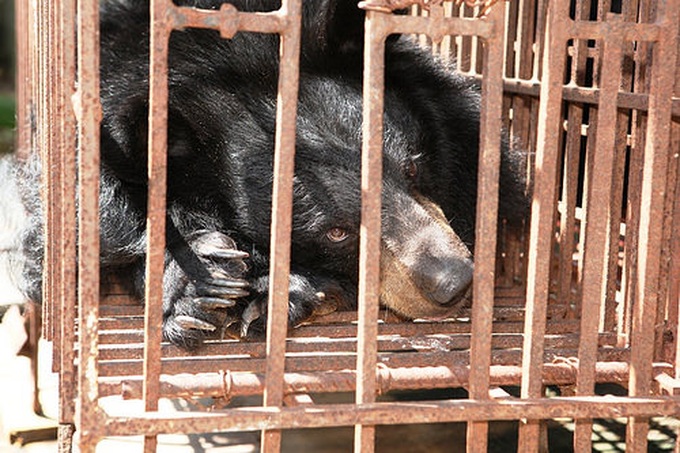 Bears starve to death on Ha Long farm - 1