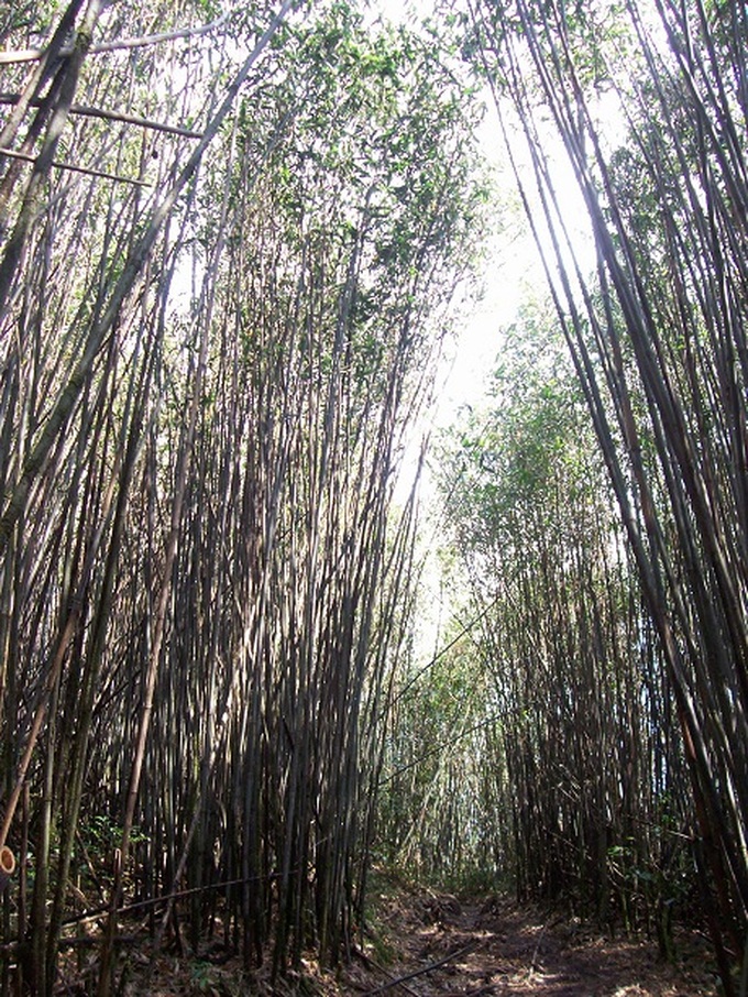 Rare plants make Hoang Lien National Park attractive to visitors - 12 Rare plants make Hoang Lien National Park attractive to visitors - 12