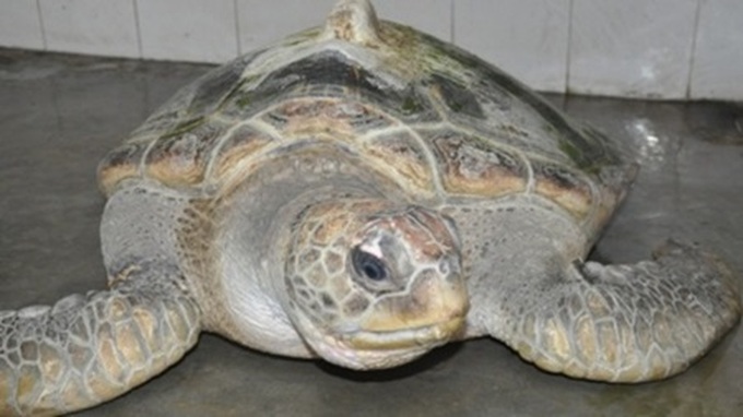 Rare turtle stuck in Hue fisherman's net - 1