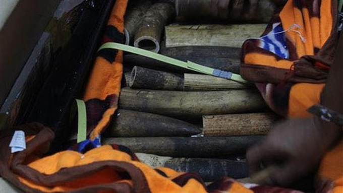 Nearly 100 kilogrammes of ivory seized at Hanoi airport - 1
