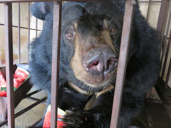 Two moon bears to be rescued from Vietnamese island - 1