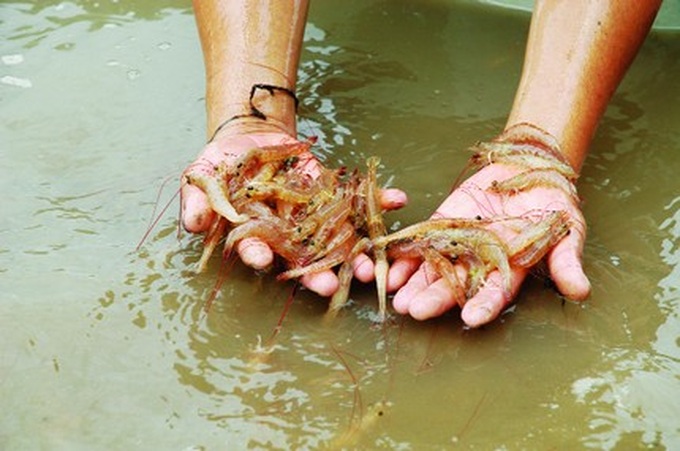 Climate change starts to take its toll on Mekong Delta region - 1 Climate change starts to take its toll on Mekong Delta region - 1