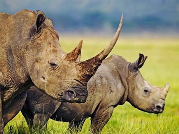 Wildlife groups under fire after rhino report ‘misunderstandings' - 1